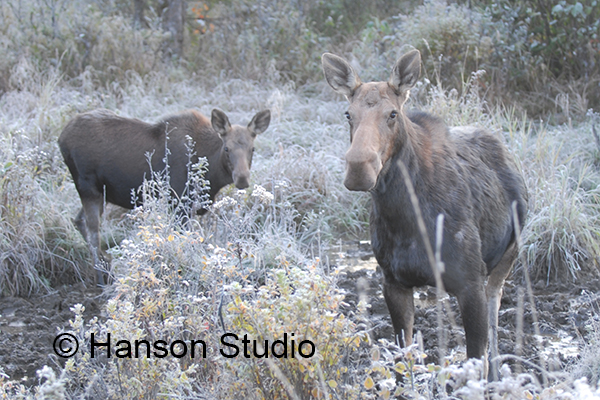 Moose and Calf #3